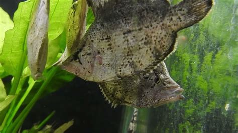 leaf fish|Monocirrhus polyacanthus .